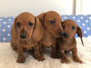 Aretha's puppies