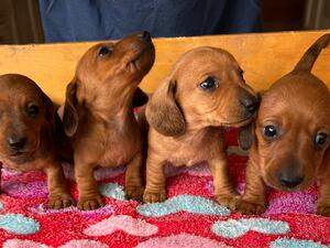 5 weeks old
