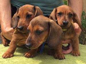 Charlinea Mini Dachshund puppies