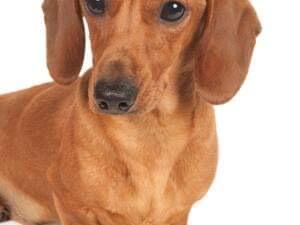SIre, Crufts, BPIS, ResCC