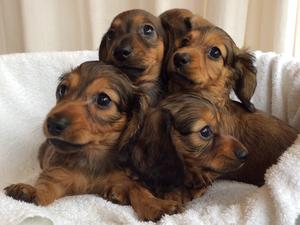 Charlinea mini Dachshund puppies