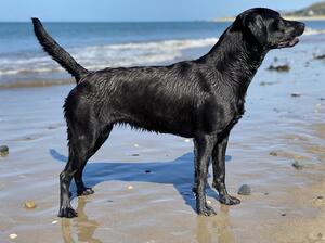 Mabel at the beach