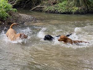 Out on our favourite walk.