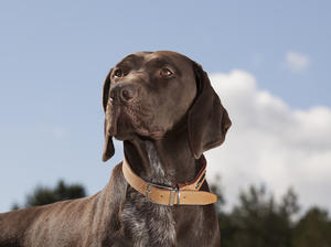 Show Champion/Neth Champion Kavacanne Toff at the