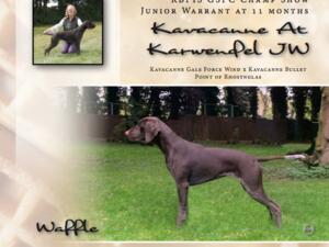 Waffle. Top GSP Puppy 2019