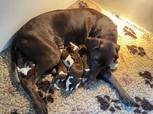 Waffles 1st litter