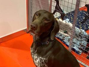Trevor at Discover Dogs 2020