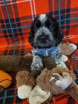 Girl pup