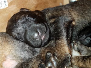 Dark Sable dog Puppy