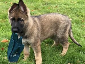 Short Coat Sable Girl