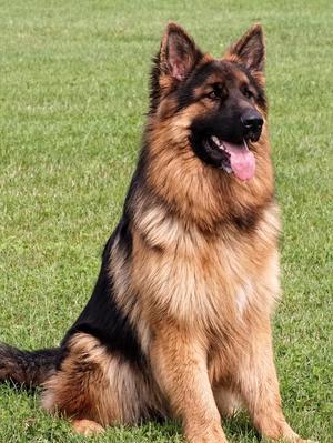 Bandit (Sire)