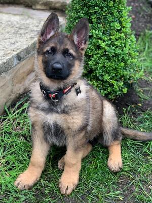 Storm and Cruz pup. 2021