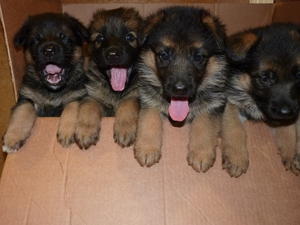 Typical Home Bred Puppies