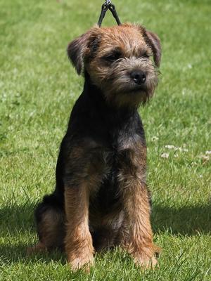 Sooty at 12 weeks old