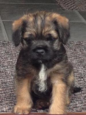 Dog Puppy at 6 Weeks