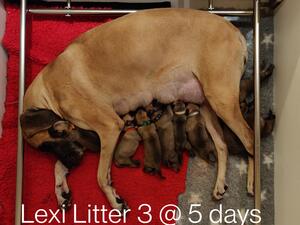 Pups at 5 days