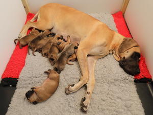 Lexi's puppies at one week old