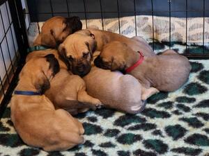 Pups @ 4 weeks