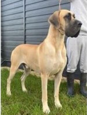 Lenny (sire)