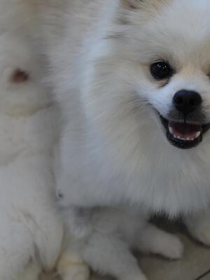 Mimi Mum