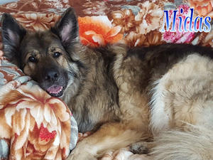 Midas at 10 years x