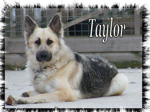 Taylor