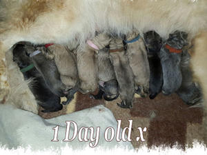 1 Day old