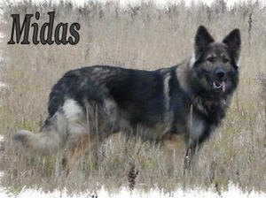 Midas - Naturally regal