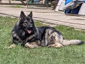 Relaxing after Zoomies!