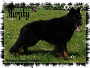 Murphy