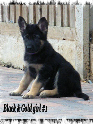 Black & Gold Girl  @ 7 weeks