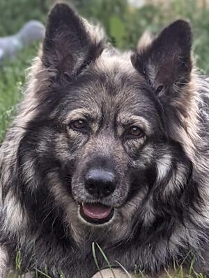 Dixie @ 7 years