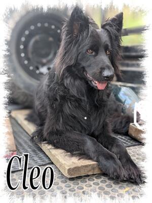 Cleo enjoying the 4x4