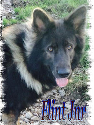 Sire - Flint