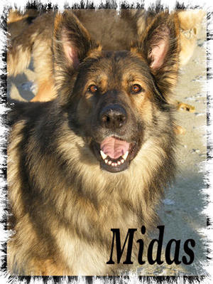 Midas - Smily bear :o)