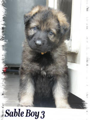 Sable Boy  @ 6 weeks
