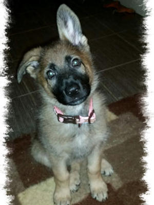 Marnie - Little girl from Litter