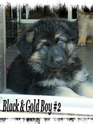 Black & Gold Boy @ 7 weeks