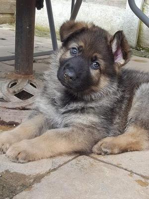 Male pup 6 weeks