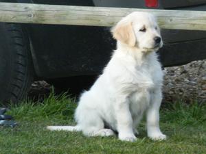 Kaspurgold puppy
