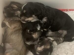 Content puppies