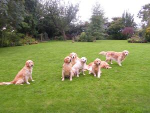 Our dogs in the garden