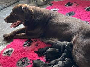 Mum with puppies