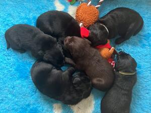 Puppies at 3 weeks old