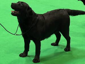 Crufts 2022
