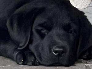 Female Puppy