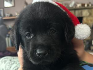 Black puppy