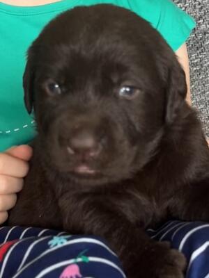Choc pup aged 3 weeks
