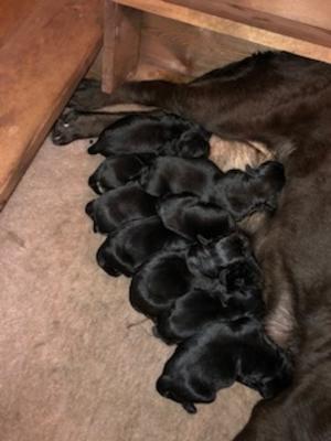 Puppies