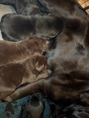 Puppies feeding from Mum